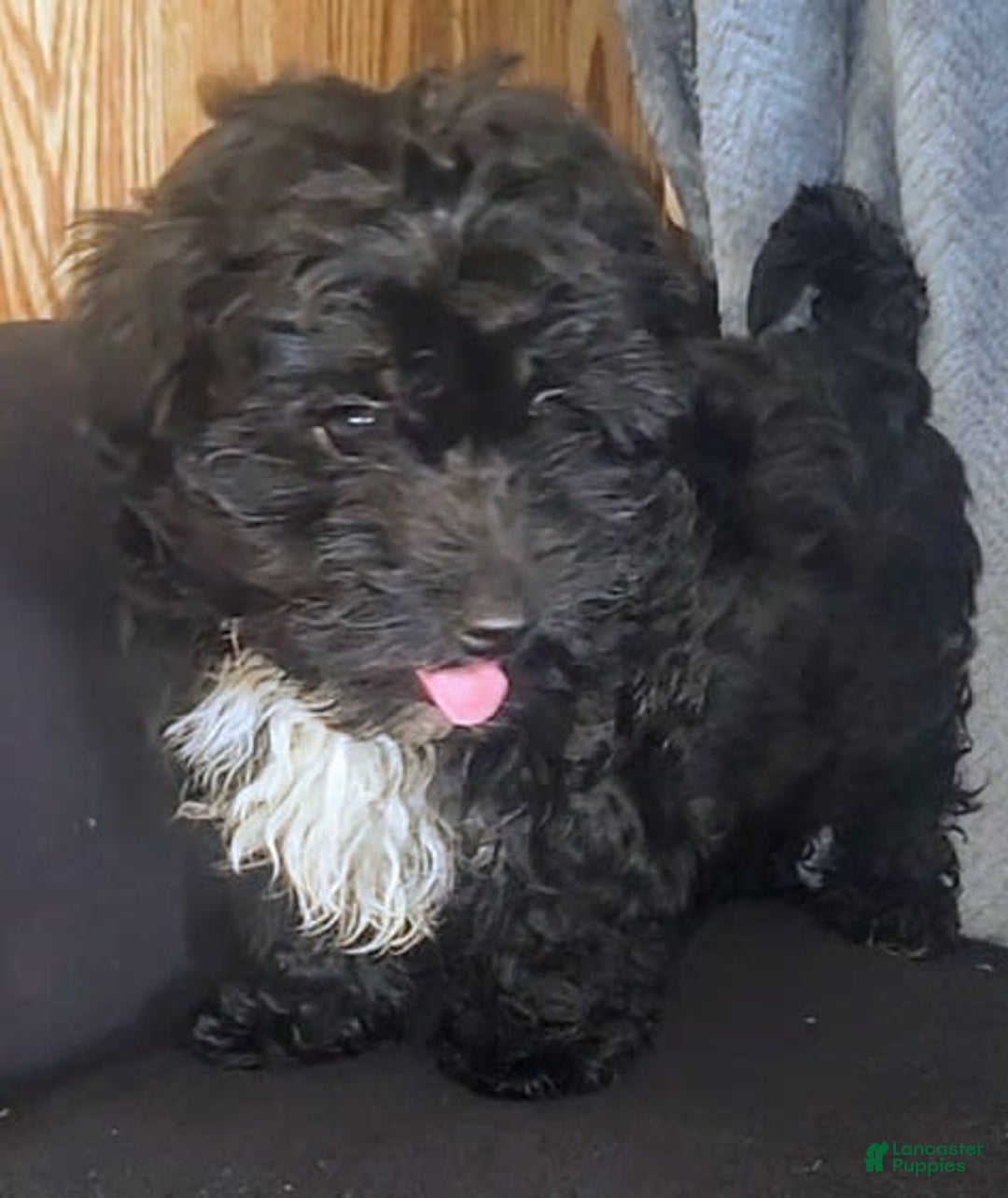 Yorkiepoo dogs for sale: Laverne - Image 8