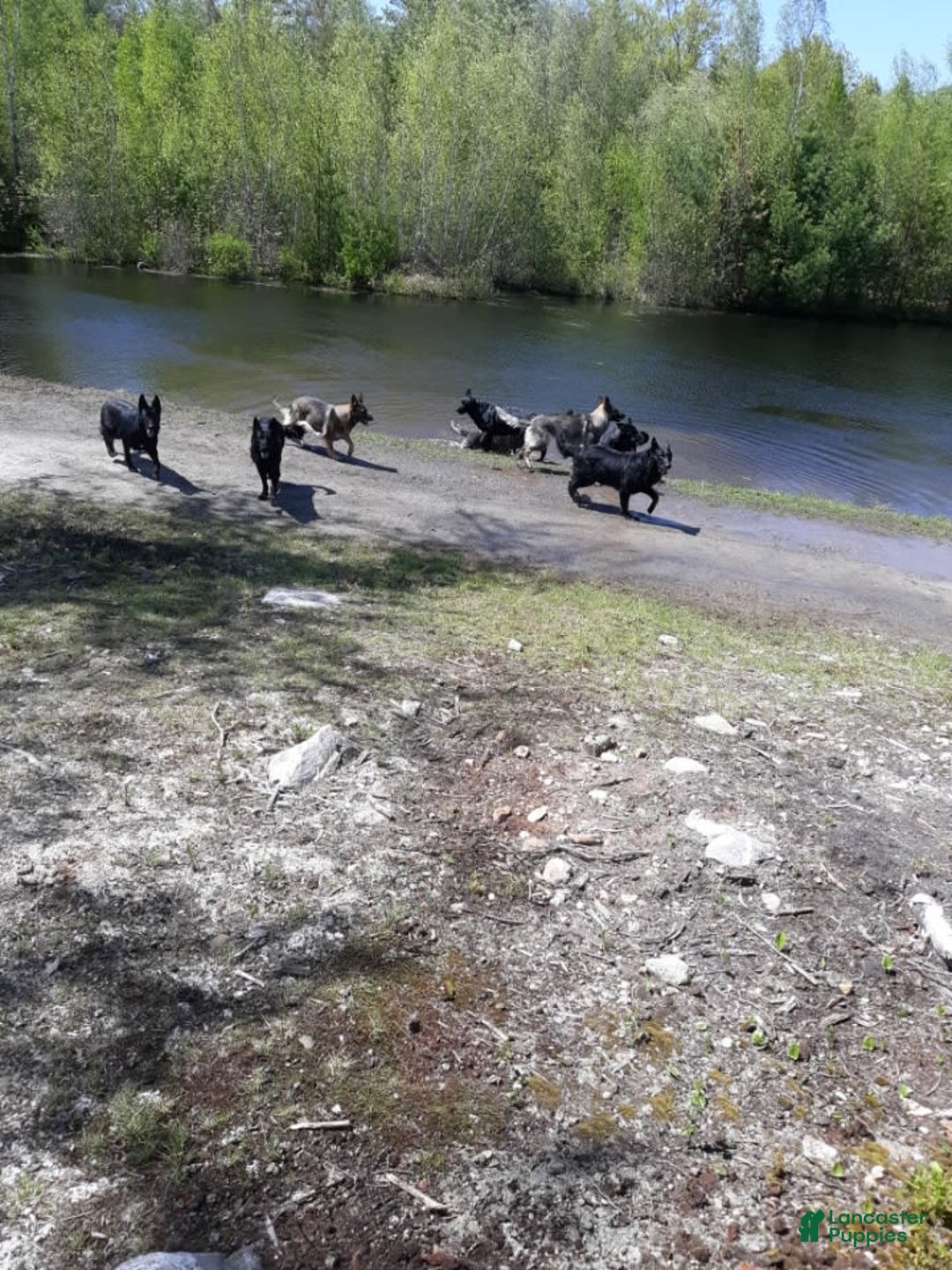 German Shepherd dogs for sale: Little Girl - Image 7