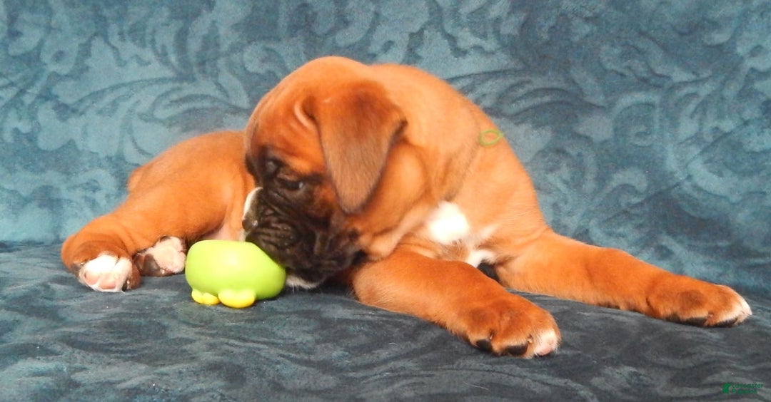 Boxer dogs for sale: Carin - Image 5
