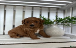 Cavapoo dogs for sale: Rayna - Image 2