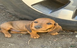 Miniature Dachshund dogs for sale: Twins - Image 24
