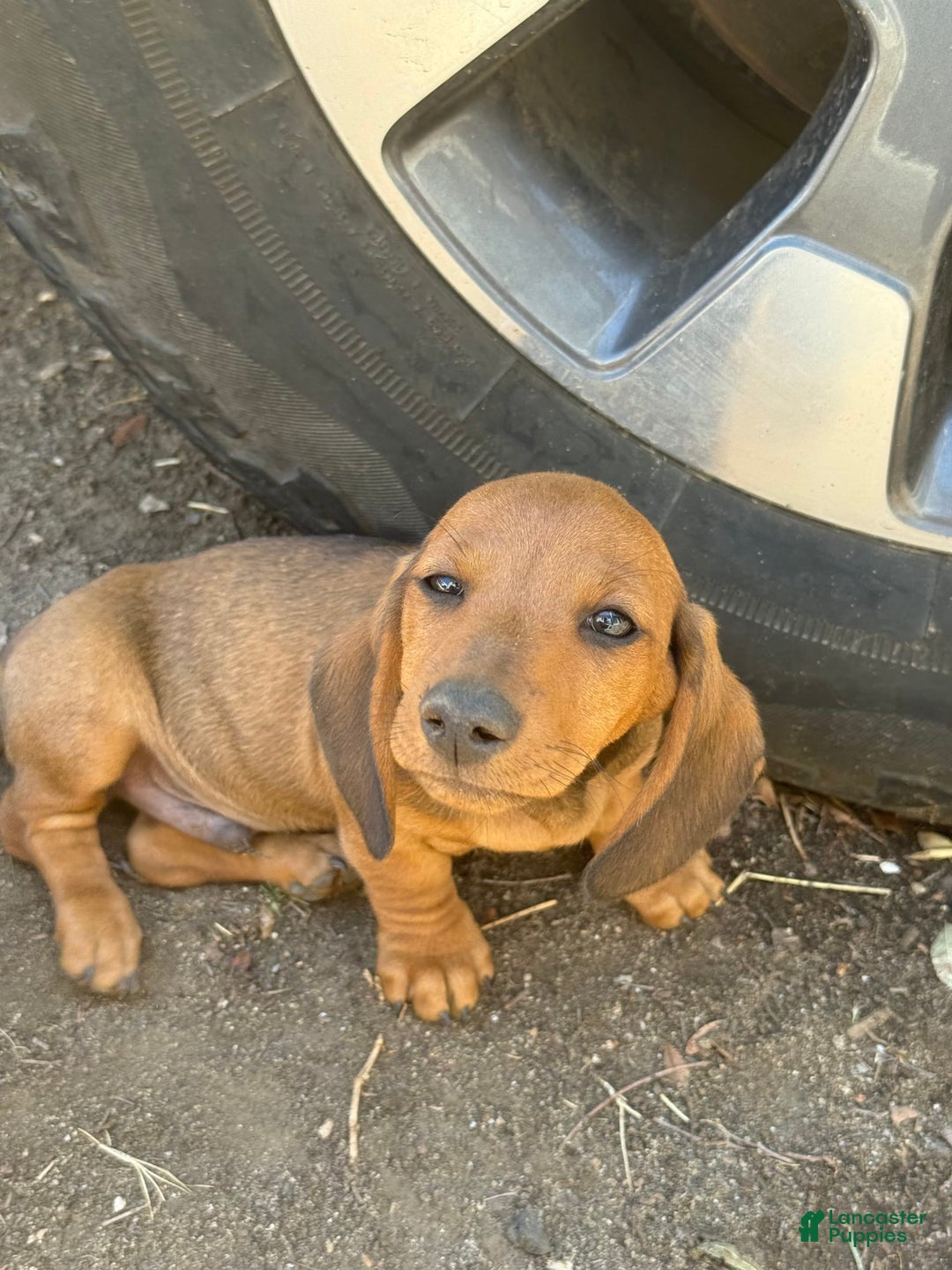 Miniature Dachshund dogs for sale: Twins - Image 24