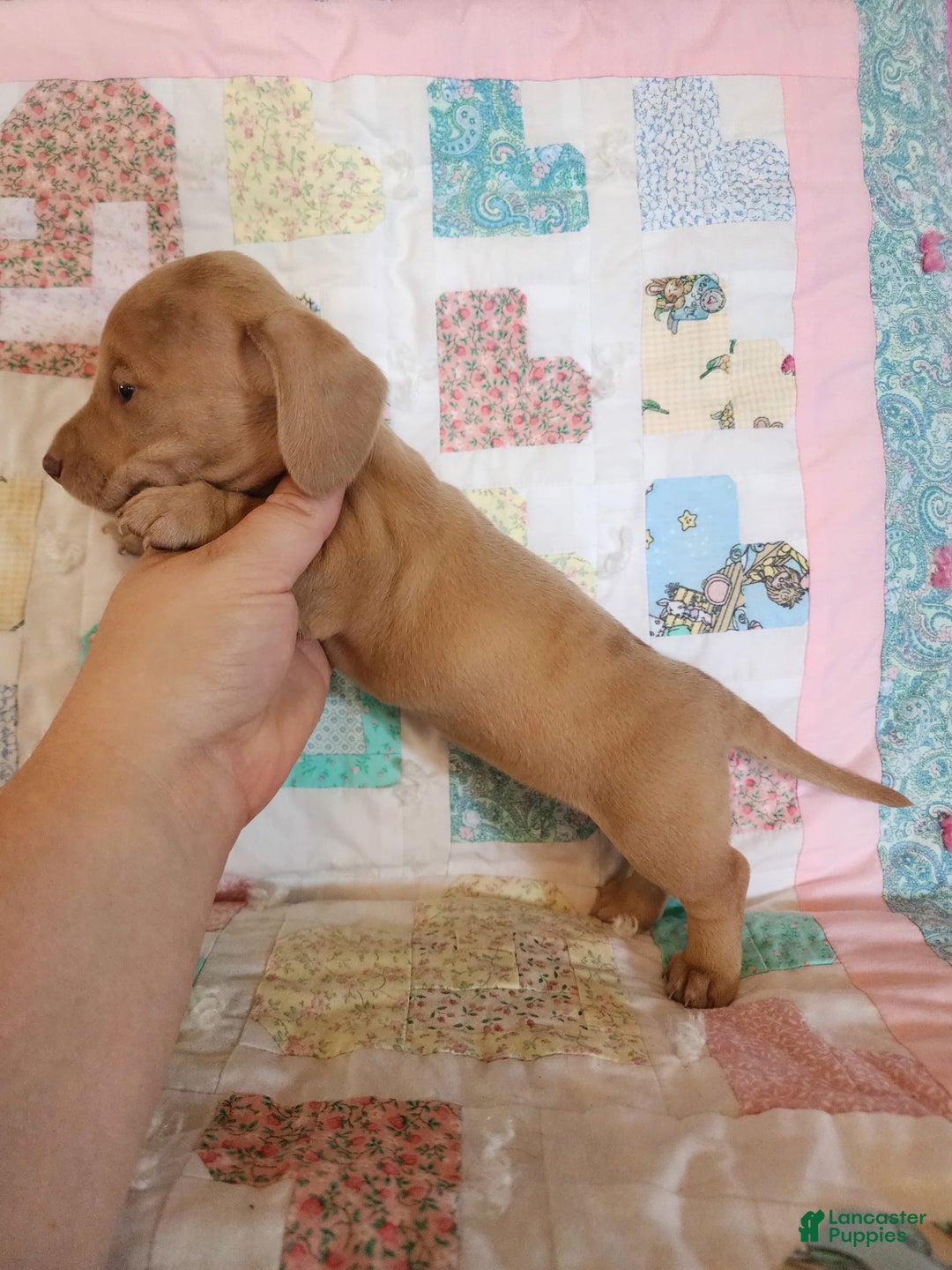 Miniature Dachshund dogs for sale: Cora - Image 22