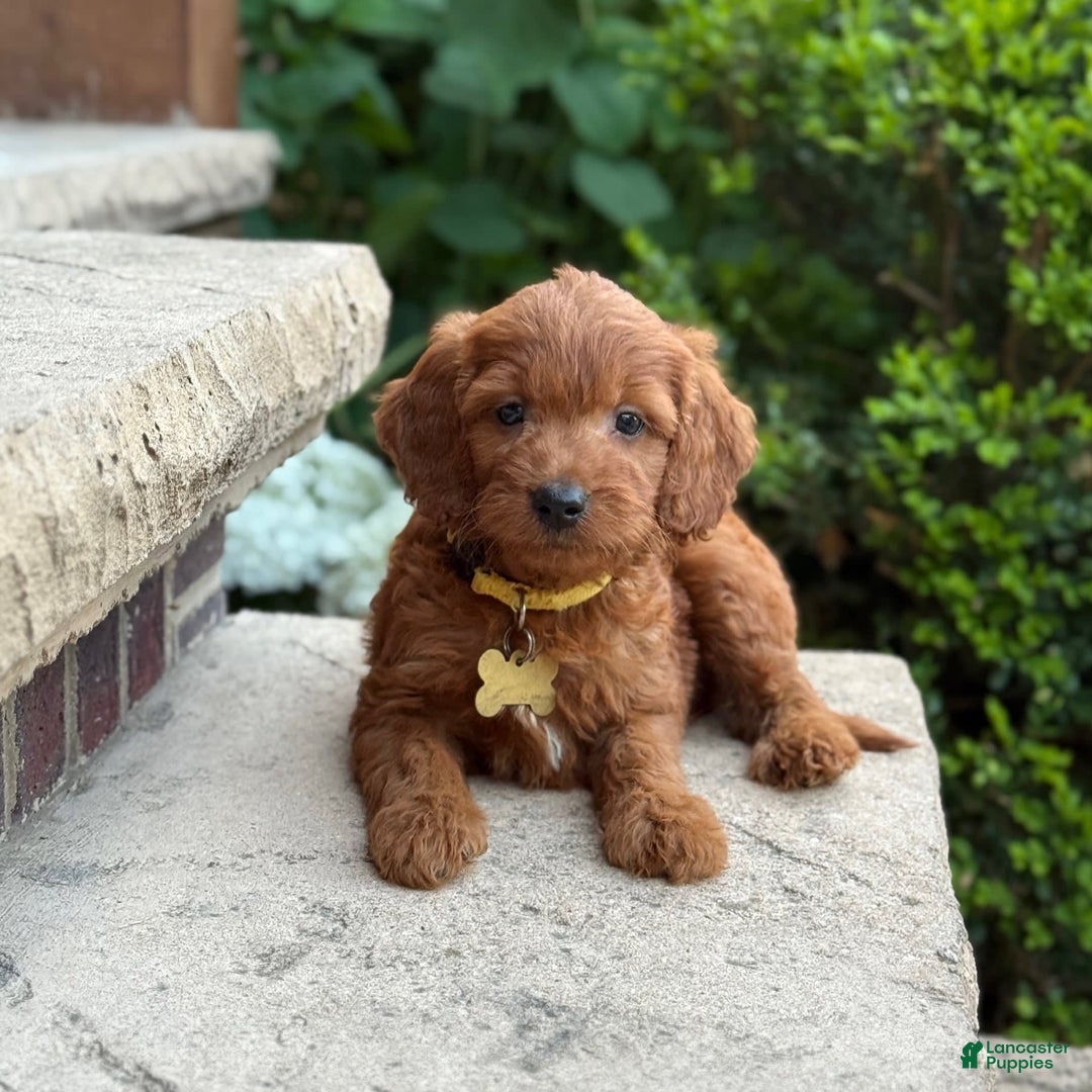 Goldendoodle dogs for sale: Milo - Image 4