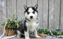 Siberian Husky dogs for sale: Maggie - Image 3