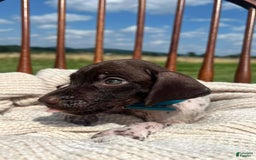 German Shorthaired Pointer dogs for sale: Trigger - Image 3
