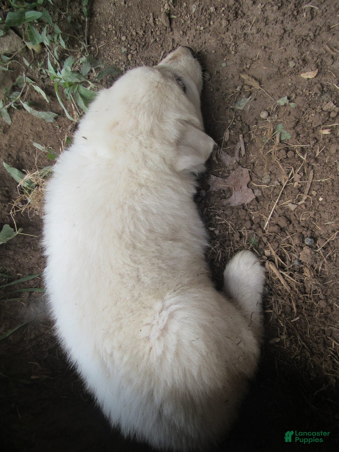 Great Pyrenees dogs for sale: Blue - Image 2