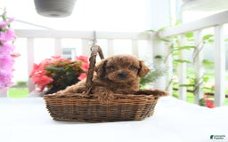 Toy Poodle dogs for sale: Vinny - Image 3