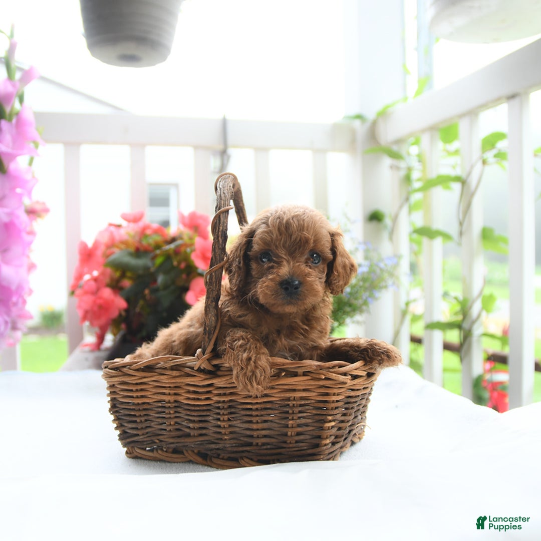 Toy Poodle dogs for sale: Vinny - Image 3
