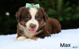 Miniature Australian Shepherd dogs for sale: Max - Image 2