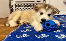 Alaskan Malamute dogs for sale: Tacoma - Image 6
