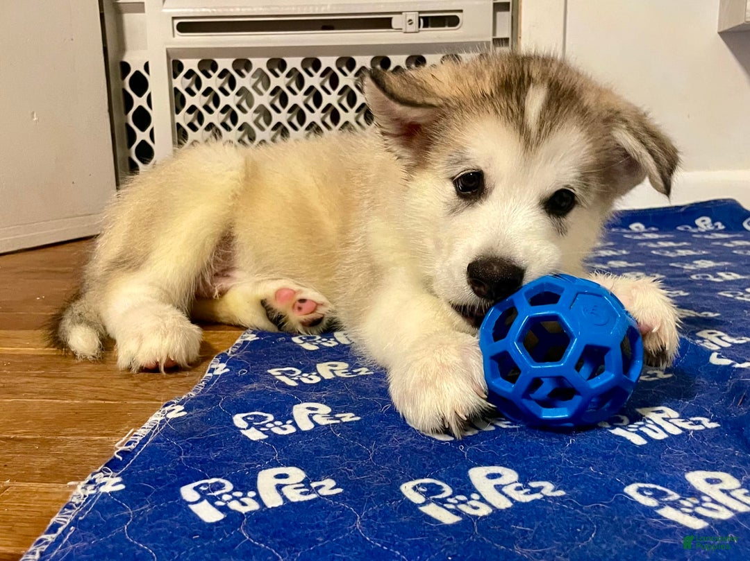 Alaskan Malamute dogs for sale: Tacoma - Image 6