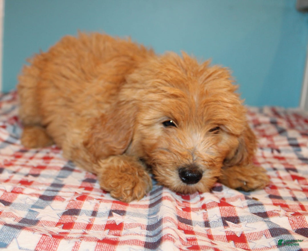 Mini Goldendoodle dogs for sale: Mack Mini - Image 10