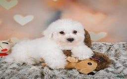 Bichon Frise dogs for sale: Tanner - Image 2