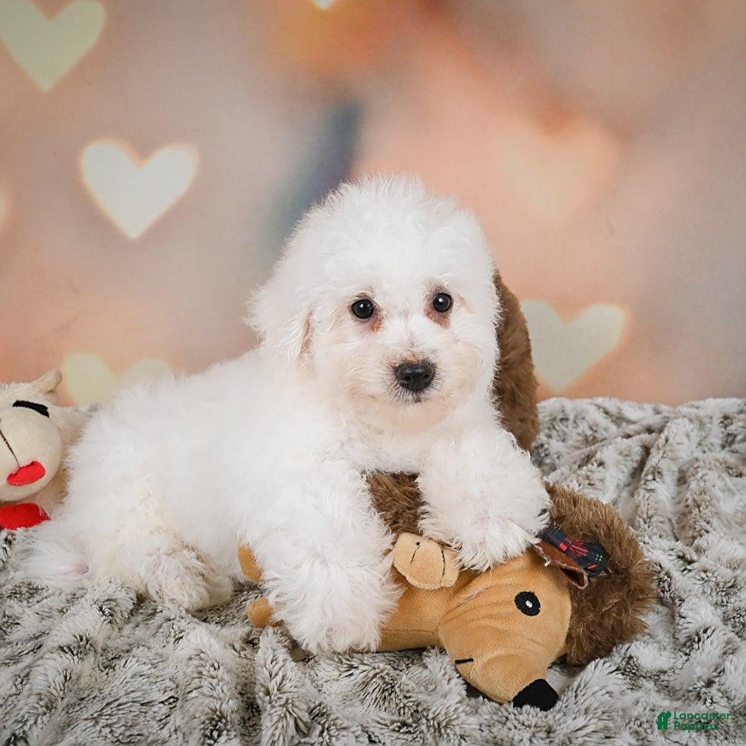 Bichon Frise dogs for sale: Tanner - Image 2