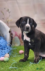 Juliet 2025 M5 Catahoula Puppy