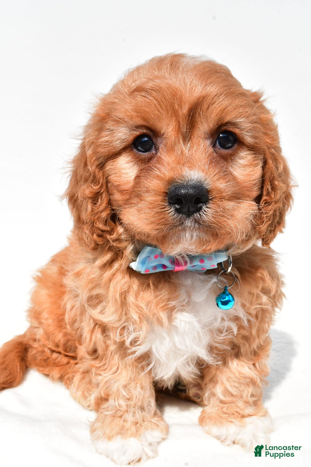 Cavapoo dogs for sale: Davy - Image 2
