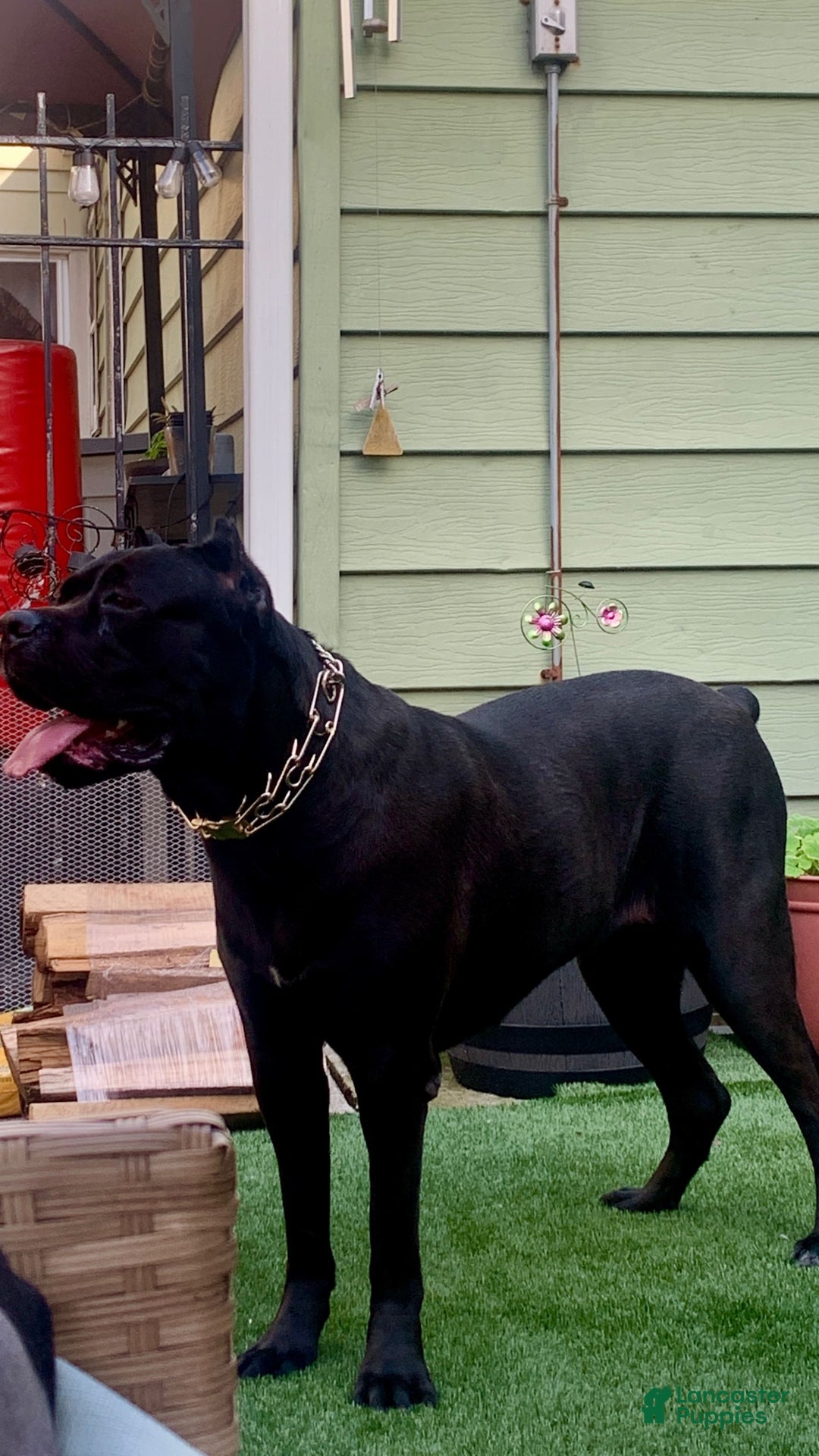 Cane Corso dogs for sale: N/a - Image 6