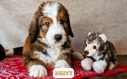 Bernedoodle dogs for sale: Dusty - Image 17