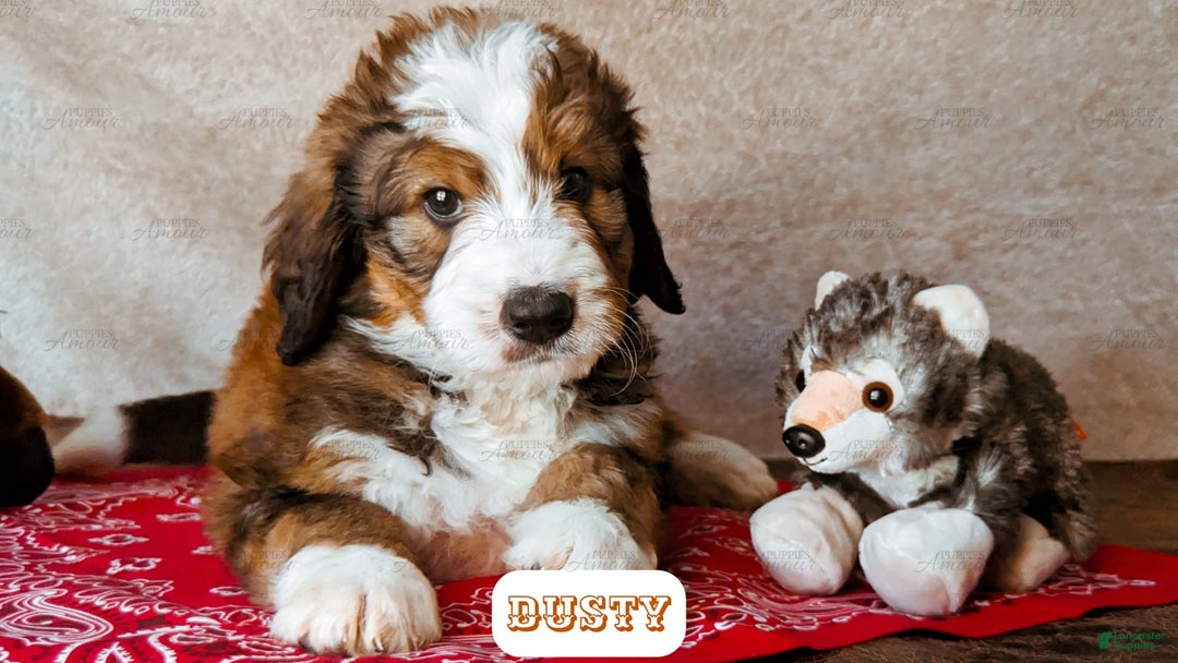 Bernedoodle dogs for sale: Dusty - Image 17