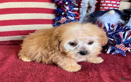 Cavapoo dogs for sale: Calvin - Image 2