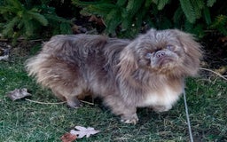 Pekingese dogs for sale: Akc Chocolate Truffle Dna Ofa - Image 10
