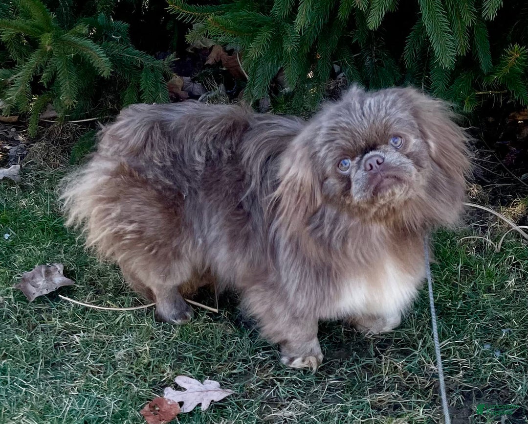 Pekingese dogs for sale: Akc Chocolate Truffle Dna Ofa - Image 10