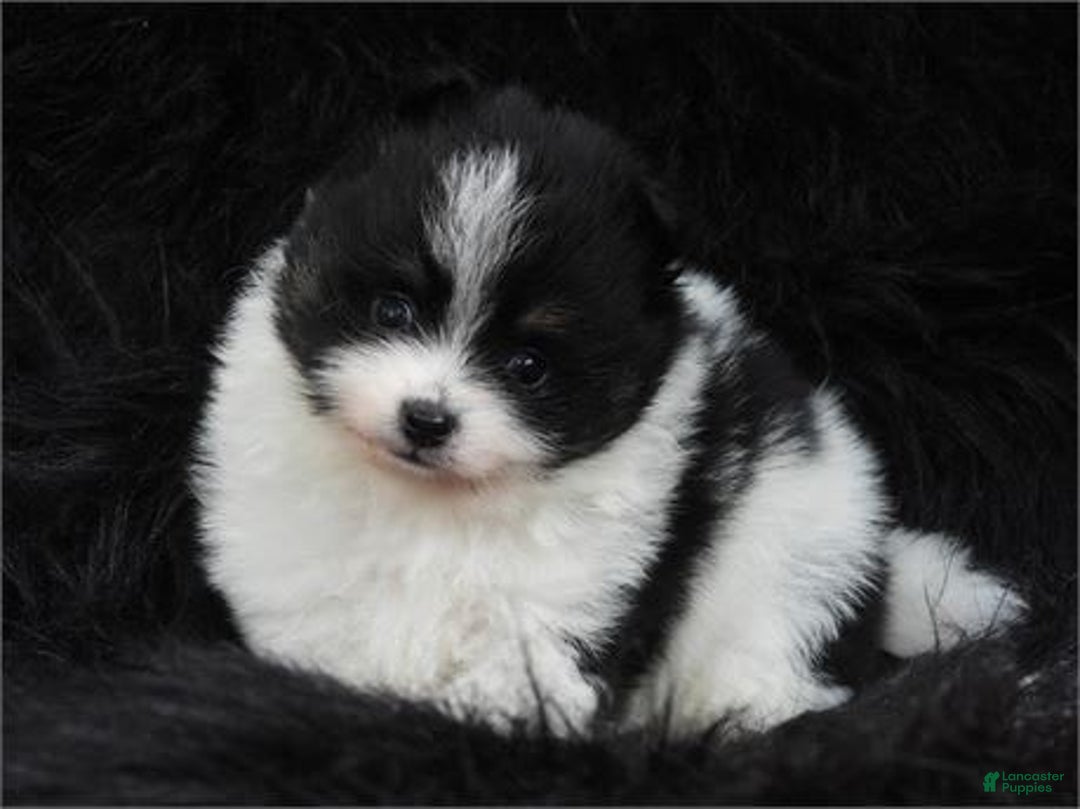 Pomeranian dogs for sale: Paws - Image 1