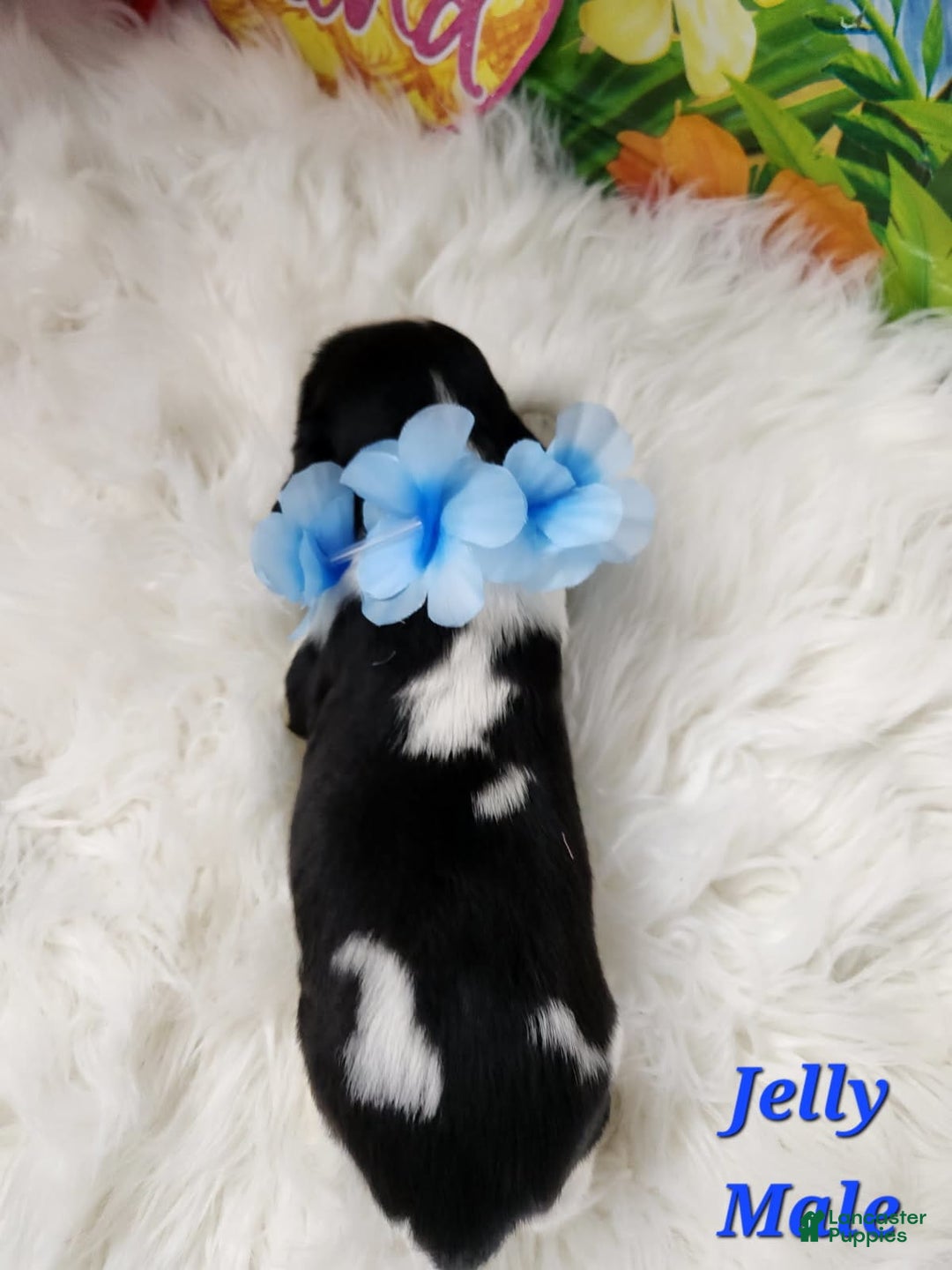 English Springer Spaniel dogs for sale: Jelly - Image 2