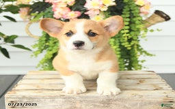 Welsh Corgi Pembroke dogs for sale: Pickles - Image 3