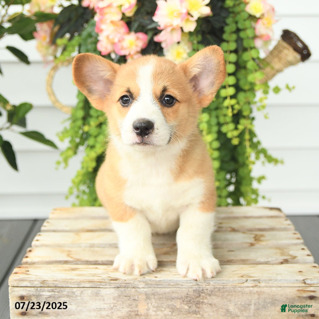 Welsh Corgi Pembroke dogs for sale: Pickles - Image 3