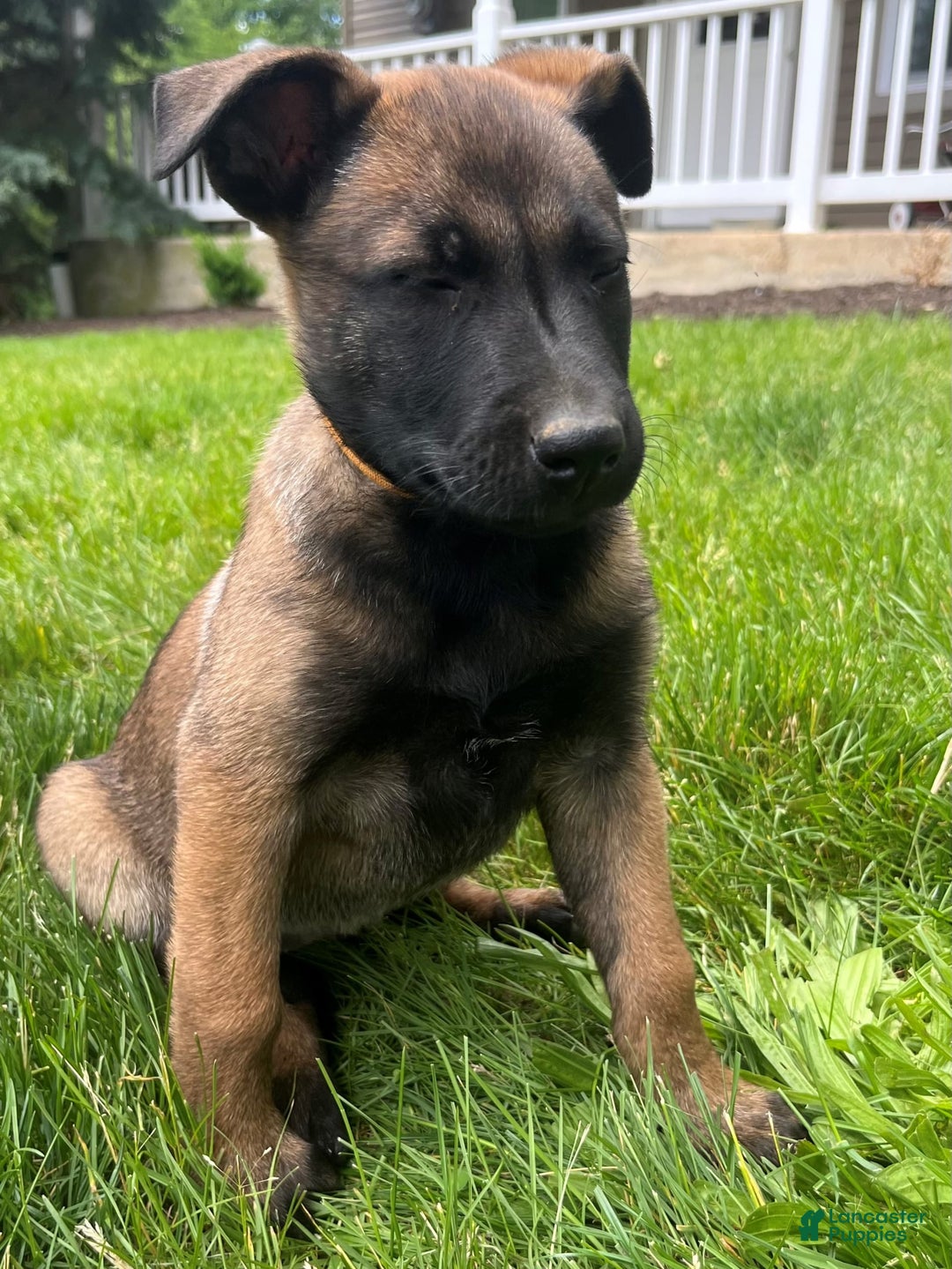Belgian Malinois dogs for sale: Sierra - Image 1