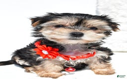 Morkie dogs for sale: Morkie 5 puppies - Image 11