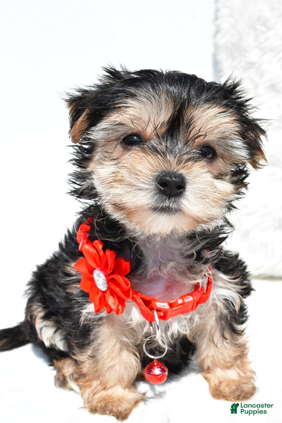 Morkie dogs for sale: Morkie 5 puppies - Image 11