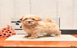 Maltipoo dogs for sale: Wally - Image 1