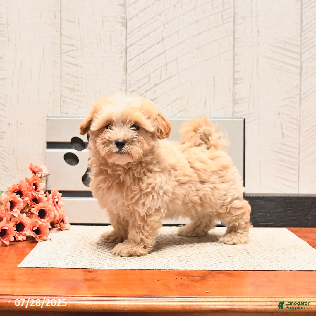 Maltipoo dogs for sale: Wally - Image 1