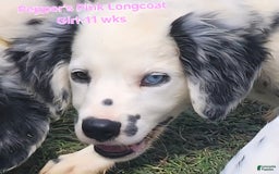 Dalmatian dogs for sale: Peppers Pink Girl - Image 4