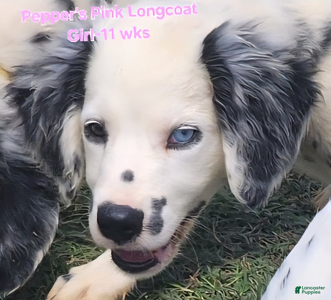 Dalmatian dogs for sale: Peppers Pink Girl - Image 4