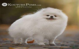 Pomeranian dogs for sale: Luca - Image 12