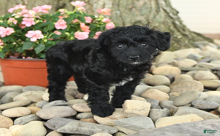 Mini Aussiedoodle dogs - Advert 29