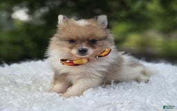Pomeranian dogs for sale: Kevin - Image 4