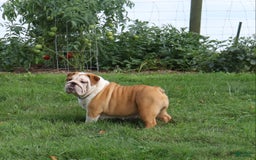 English Bulldog dogs for sale: Wiggles - Image 12