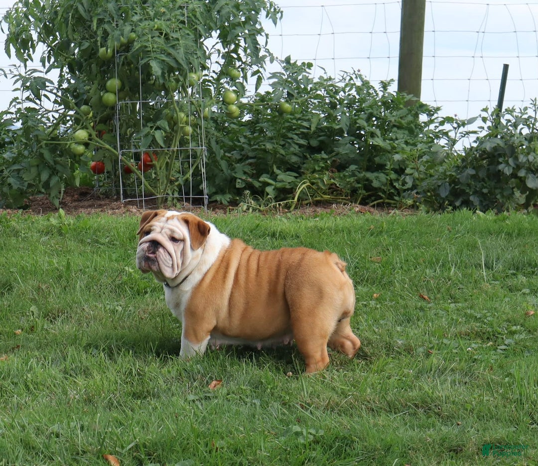 English Bulldog dogs for sale: Wiggles - Image 12