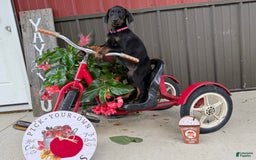 Doberman Pinscher dogs for sale: Marie - Image 4