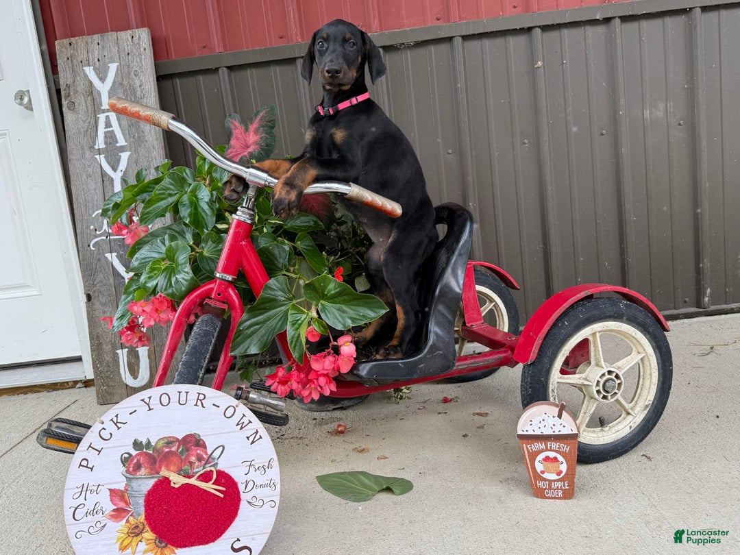 Doberman Pinscher dogs for sale: Marie - Image 4