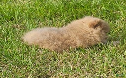 Pomeranian dogs for sale: Cinnamon - Image 7
