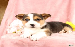 Welsh Corgi Pembroke dogs for sale: Lightning - Image 1