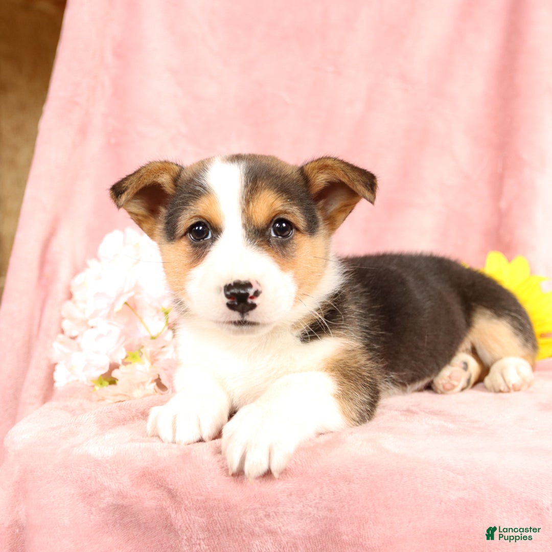 Welsh Corgi Pembroke dogs for sale: Lightning - Image 1
