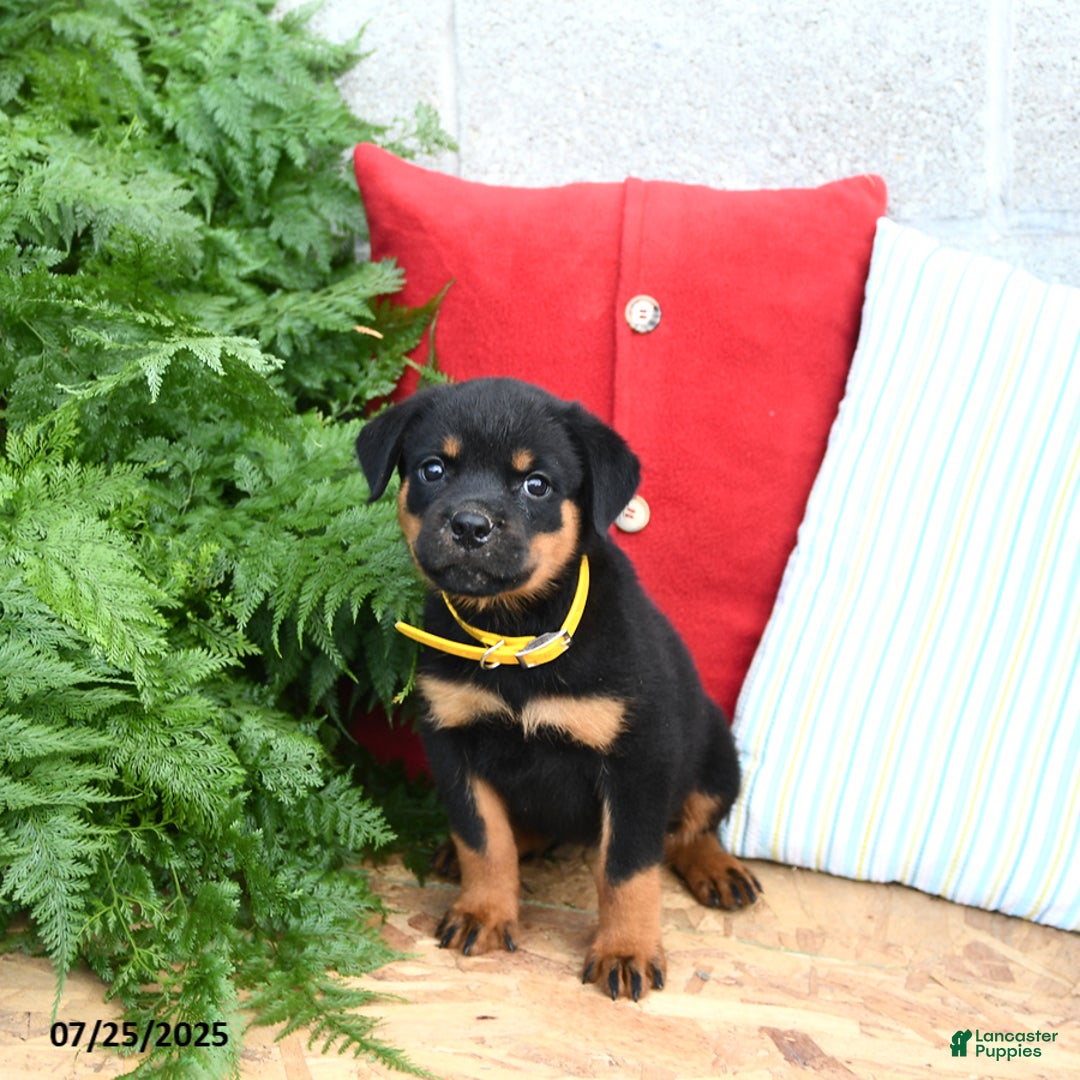 Rottweiler dogs for sale: Ruby - Image 4