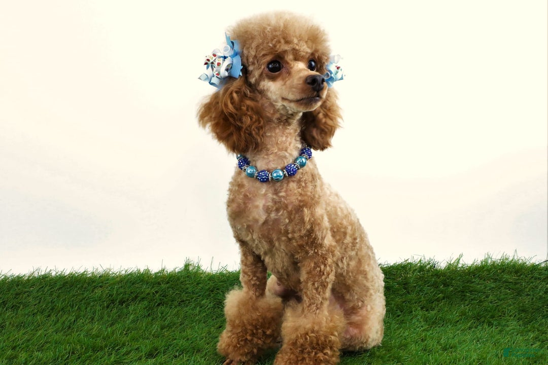Miniature Poodle dogs for sale: Chase - Image 17